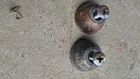 1983 Honda ATC185S Oem Handlebar End Cap Cover Used. Price: $35.00.